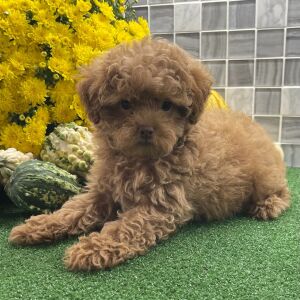 Shihpoo Puppy Ulysses