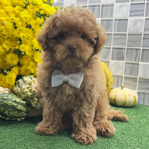 Shihpoo Puppy Ulysses