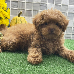 Shihpoo Puppy Ulysses