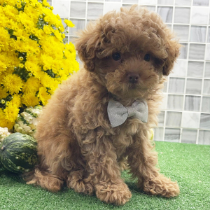 Shihpoo Puppy Ulysses