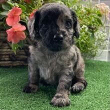 Cockapoo Puppy Zariah