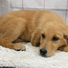 Golden Retriever Puppy Valencia