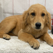 Golden Retriever Puppy Valencia