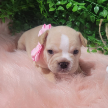 French Bulldog Puppy Kara