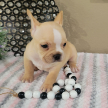 French Bulldog Puppy Kara