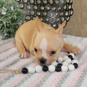 French Bulldog Puppy Kara