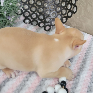French Bulldog Puppy Kara