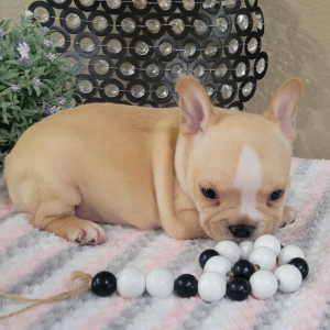 French Bulldog Puppy Kara