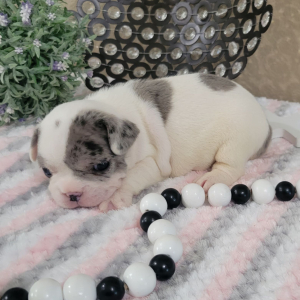 French Bulldog Puppy Mattie