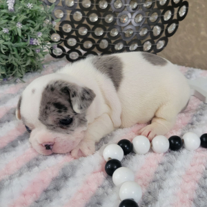 French Bulldog Puppy Mattie