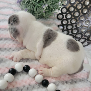 French Bulldog Puppy Mattie