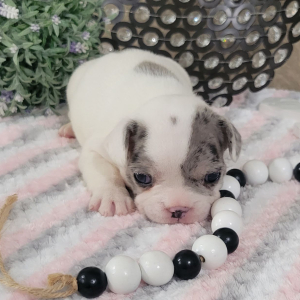 French Bulldog Puppy Mattie