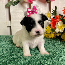 Maltipoo Puppy Isabella