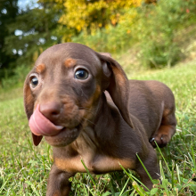 Dachshund Puppy Tiffany