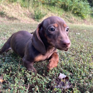 Dachshund Puppy Tiffany