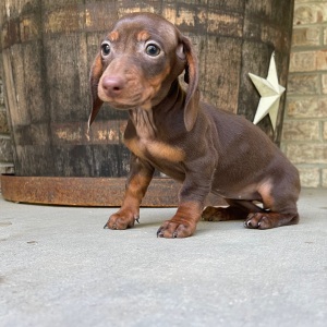 Dachshund Puppy Tiffany