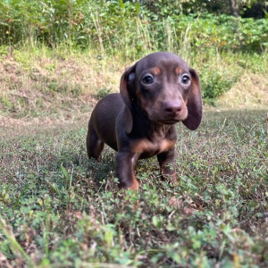 Dachshund Puppy Tiffany