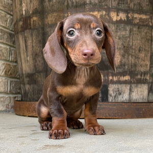 Dachshund Puppy Tiffany