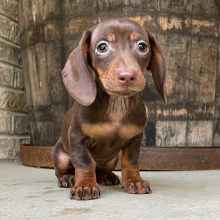 Dachshund Puppy Tiffany