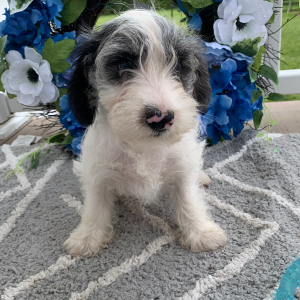 Schnoodle Puppy Otis
