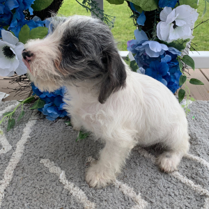 Schnoodle Puppy Otis