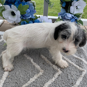 Schnoodle Puppy Otis