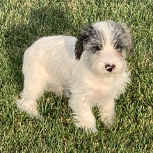 Schnoodle Puppy Otis