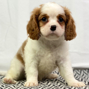 Cavalier King Charles Spaniel Puppy Vic