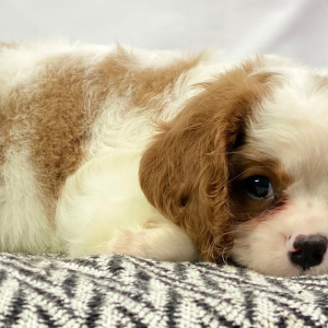 Cavalier King Charles Spaniel Puppy Vic