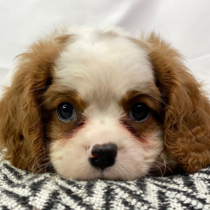 Cavalier King Charles Spaniel Puppy Vic