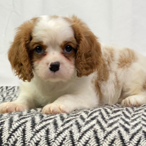 Cavalier King Charles Spaniel Puppy Vic