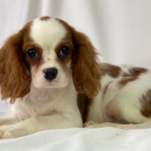 Cavalier King Charles Spaniel Puppy Vic