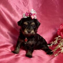 Maltipoo Puppy Willow