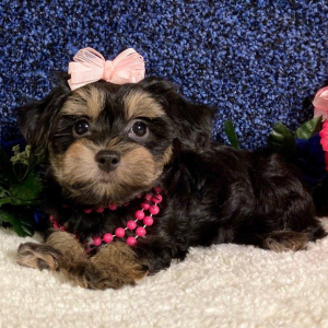 Maltipoo Puppy Willow