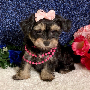 Maltipoo Puppy Willow