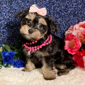 Maltipoo Puppy Willow