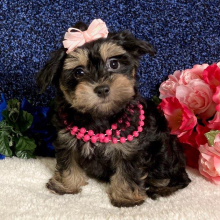 Maltipoo Puppy Willow