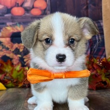 Pembroke Welsh Corgi Puppy Paulie