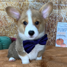 Pembroke Welsh Corgi Puppy Paulie