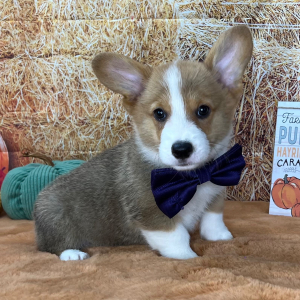 Pembroke Welsh Corgi Puppy Paulie