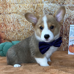 Pembroke Welsh Corgi Puppy Paulie