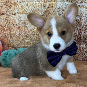 Pembroke Welsh Corgi Puppy Paulie