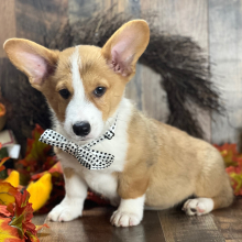 Pembroke Welsh Corgi Puppy Paulie