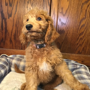 Goldendoodle Puppy Gabby