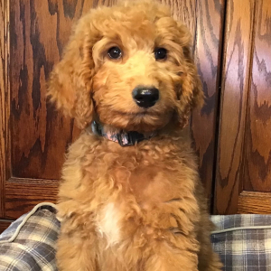 Goldendoodle Puppy Gabby