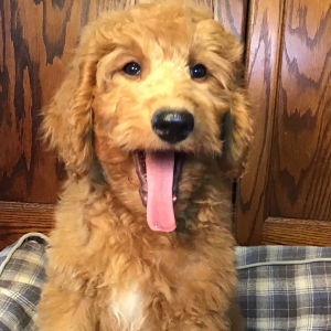 Goldendoodle Puppy Gabby