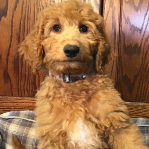Goldendoodle Puppy Gabby