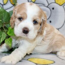 Cocker Spaniel Puppy Farryn