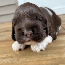 Cocker Spaniel Puppy Mickey