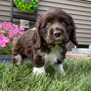 Cocker Spaniel Puppy Mickey